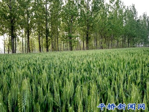 王岗乡农技人员指导春小麦 一喷三防 工作