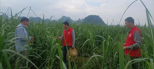 乡村科技特派员到覃塘区糖料蔗基地开展科技服务夏管促增产活动